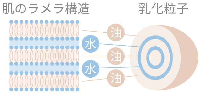 肌のラメラ構造と乳化粒子