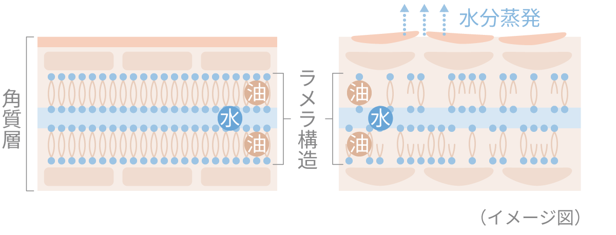 その原因は肌の「バリア機能の低下」かも…
