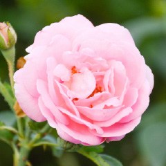 ダマスクバラ花油