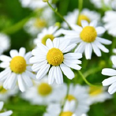 ローマカミツレ花油