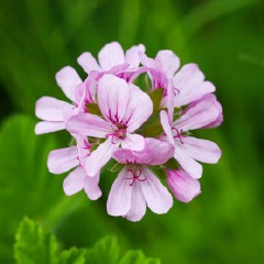 ニオイテンジクアオイ油