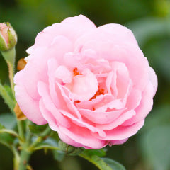 ダマスクバラ花油